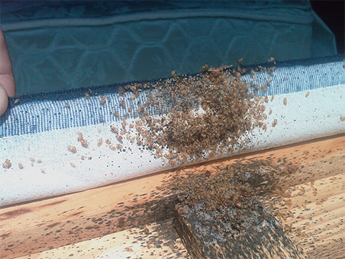 Bed Bug Heat Treatment