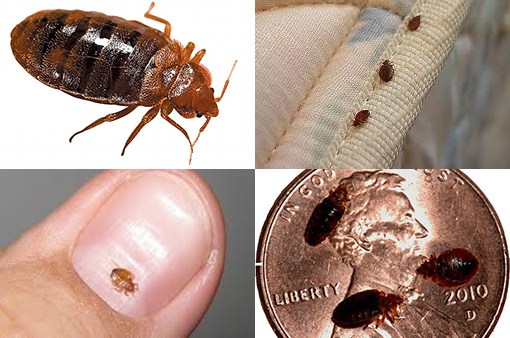 bed bug treatment